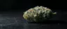 White Widow cannabis buds covered in white crystal resin