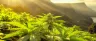 Maui Wowie cannabis sativa buds close up