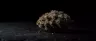 Death Star cannabis strain dense resin-coated buds