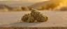 SFV OG cannabis buds close-up
