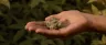Forbidden Fruit cannabis strain dense trichome-covered buds