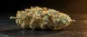 Close-up of Fire OG cannabis buds with orange pistils
