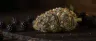 Blackberry Kush cannabis buds close up