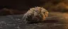 Blue Cheese cannabis strain dense buds close-up