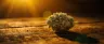 Gods Gift cannabis strain dense purple buds closeup