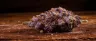 Close-up of Blueberry strain cannabis buds with purple hues