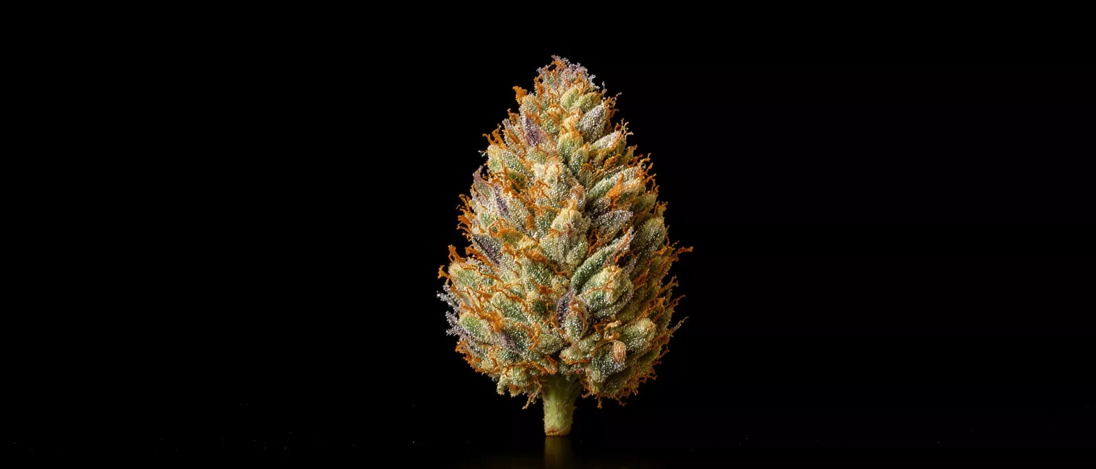 Close-up of a vibrant cannabis bud with orange hairs and trichomes on black background.