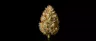 Alaskan Thunder Fuck cannabis buds close-up