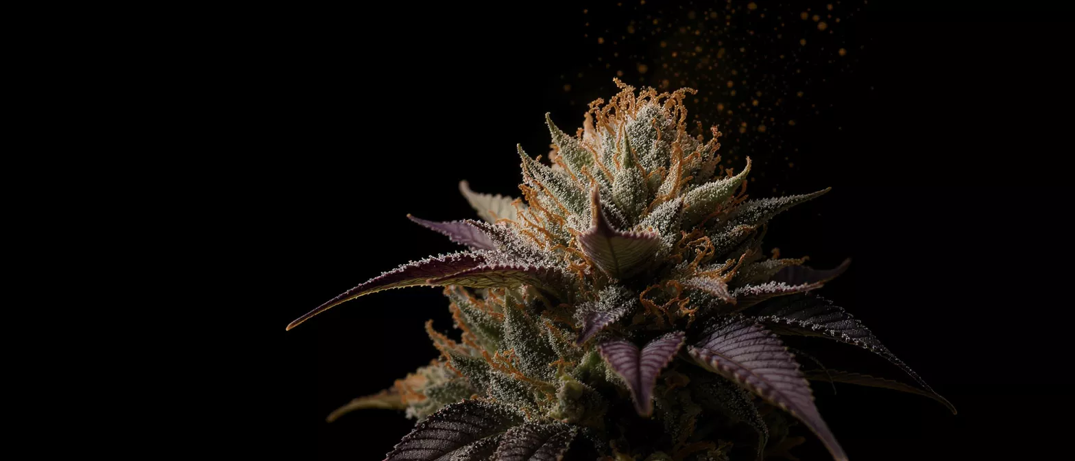 Close-up of a cannabis flower with trichomes and orange pistils on a dark background.