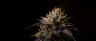 Animal Cookies cannabis strain dense frosty buds