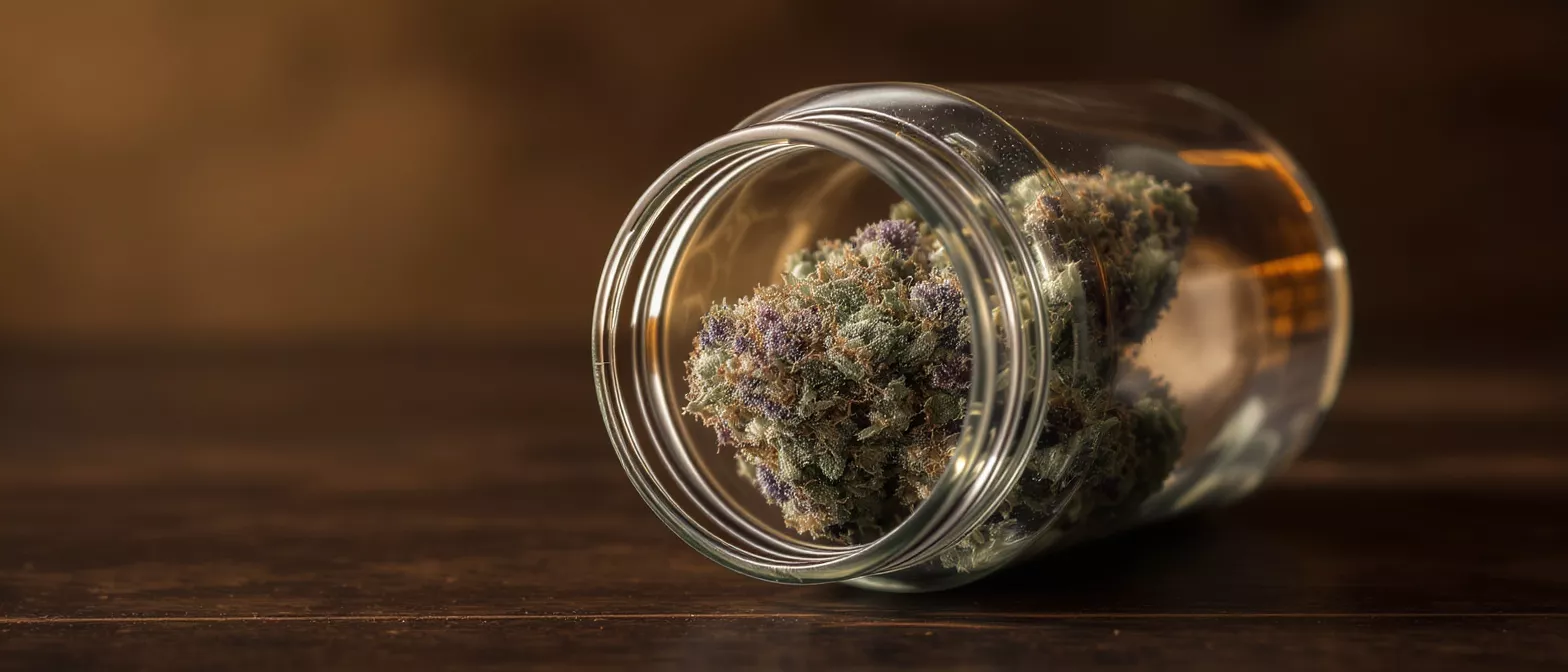 Close-up of vibrant cannabis buds, purple and green, inside a clear glass jar.