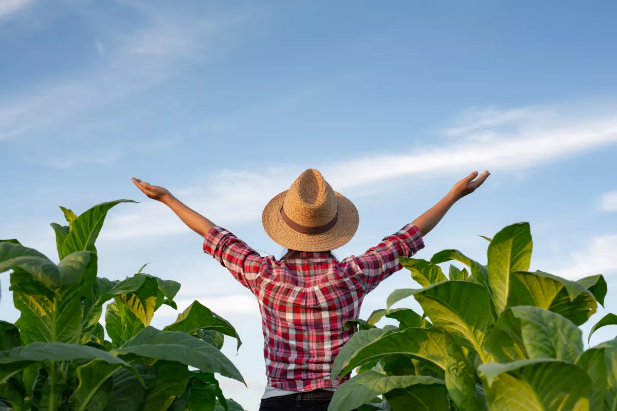 Farmer in straw hat celebrating success in lush crop field under clear blue sky.