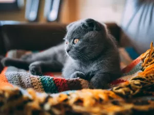 What Kind of CBD Can I Safely Give My Cat? Guidelines and Tips 2025
