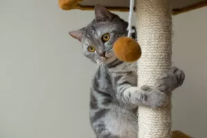 Is CBD Legal for Pets? Understanding the Law and Regulations 2025
