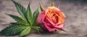 Citronellol cannabis terpene molecular structure with floral rose elements