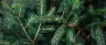 Cedrene terpene in cannabis flower close-up