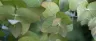 Eucalyptol terpene found in cannabis flowers