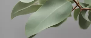 Phellandrene