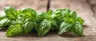 fenchol terpene found in fresh cannabis buds
