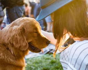 CBD for Dogs: Do Vets Recommend Using It Regularly for Pets?