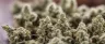 cannabis flower moisture content drying and curing