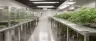 licensed facility cannabis cultivation interior