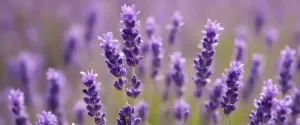 Linalool