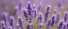 linalool terpene found in cannabis and lavender flowers
