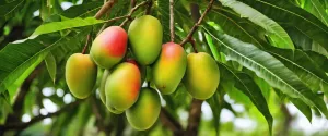 Myrcene
