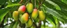 Myrcene terpene structure in fresh cannabis flower