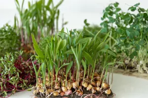 Germination