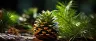 pinene terpene found in fresh cannabis buds