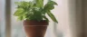 Pulegone terpene pennyroyal mint plant close-up