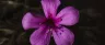 Geranyl acetate terpene found in cannabis flowers