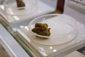 Top shelf 2025