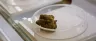 Top shelf cannabis premium flower buds close up