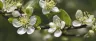 Terpinolene terpene crystal structure on cannabis plant