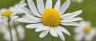 bisabolol terpene from cannabis and chamomile flowers