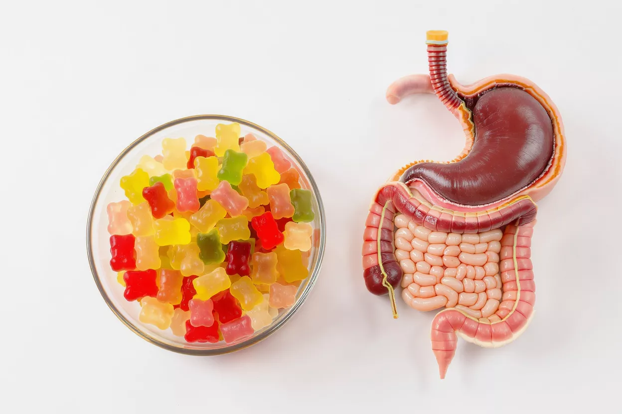 Tazón de ositos de goma coloridos junto a un modelo del sistema digestivo humano.