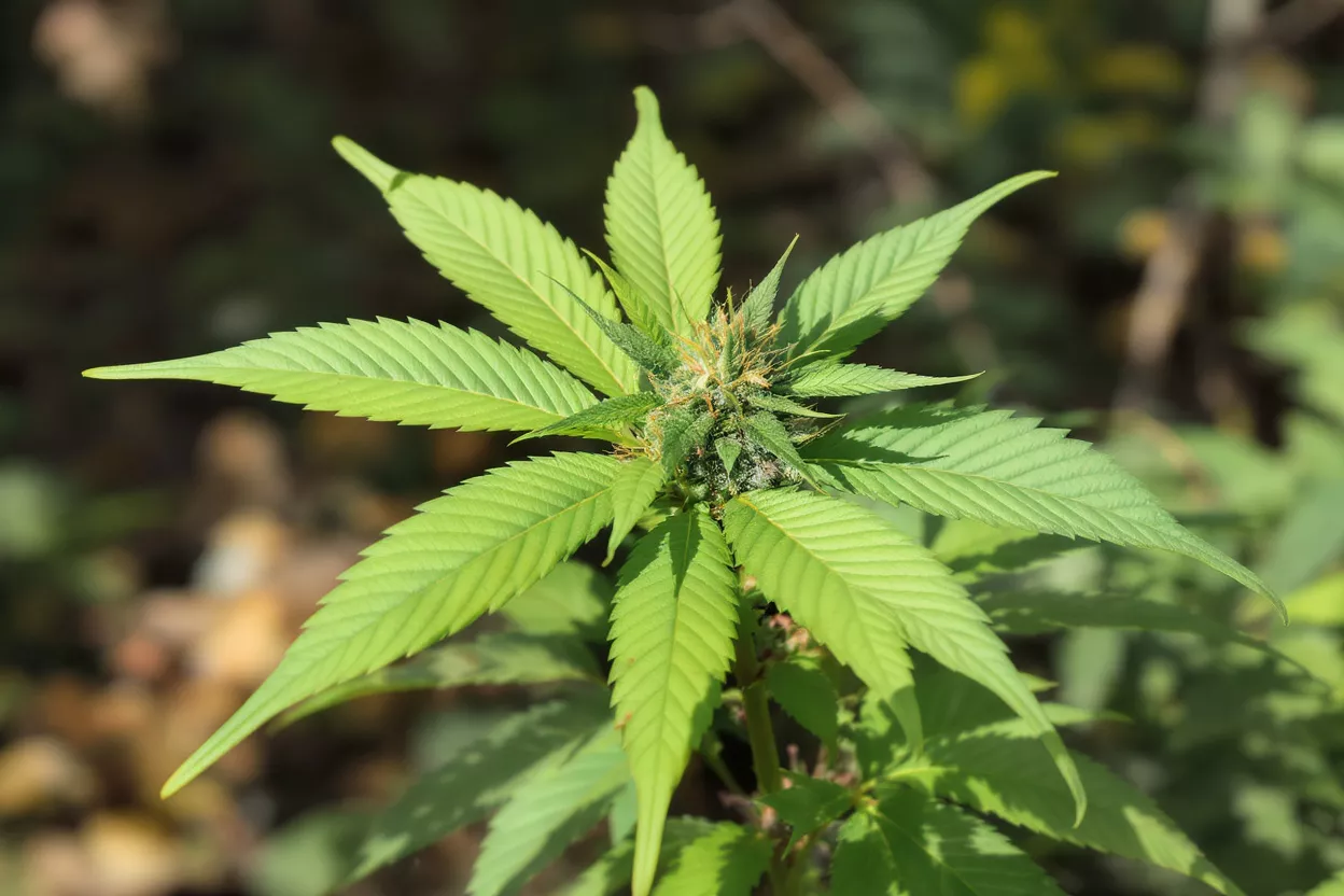 Close-up of a vibrant green cannabis plant with a developing bud.