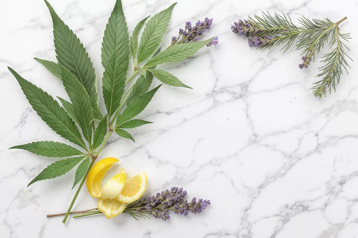 Cannabis leaf, lemon slices, and lavender sprigs on a white marble surface.