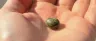 Close-up of a cannabis seed in hand