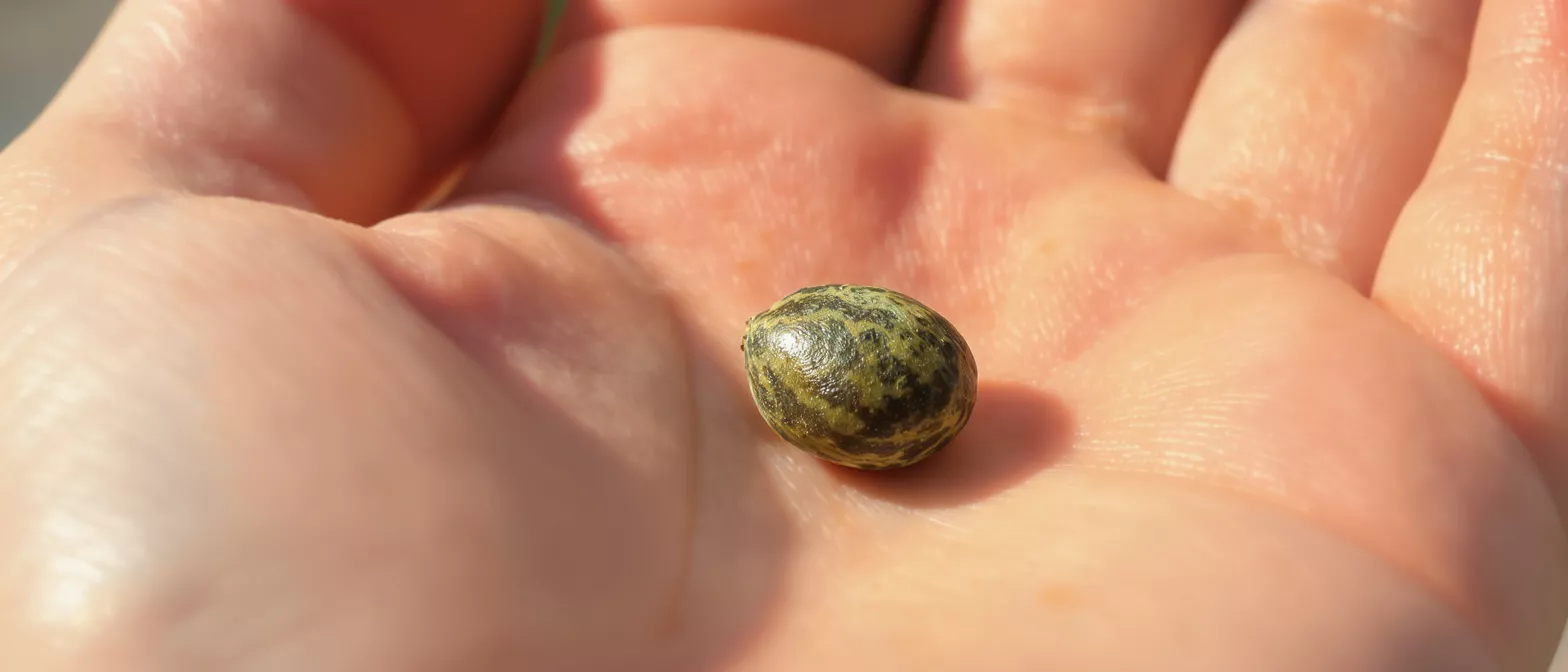 A small, speckled green and brown quail egg rests in the palm of a hand.