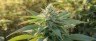 Close-up of mature cannabis flower with trichomes
