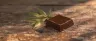Premium CBD chocolate bars with cannabidiol dosing guide
