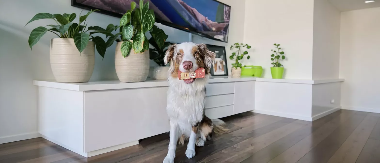 A cute Australian Shepherd dog holding a treat in its mouth, sitting on a wooden floor.
