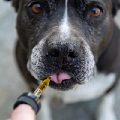 Brindle dog licks droplet from pipette with potential CBD oil in close-up view.