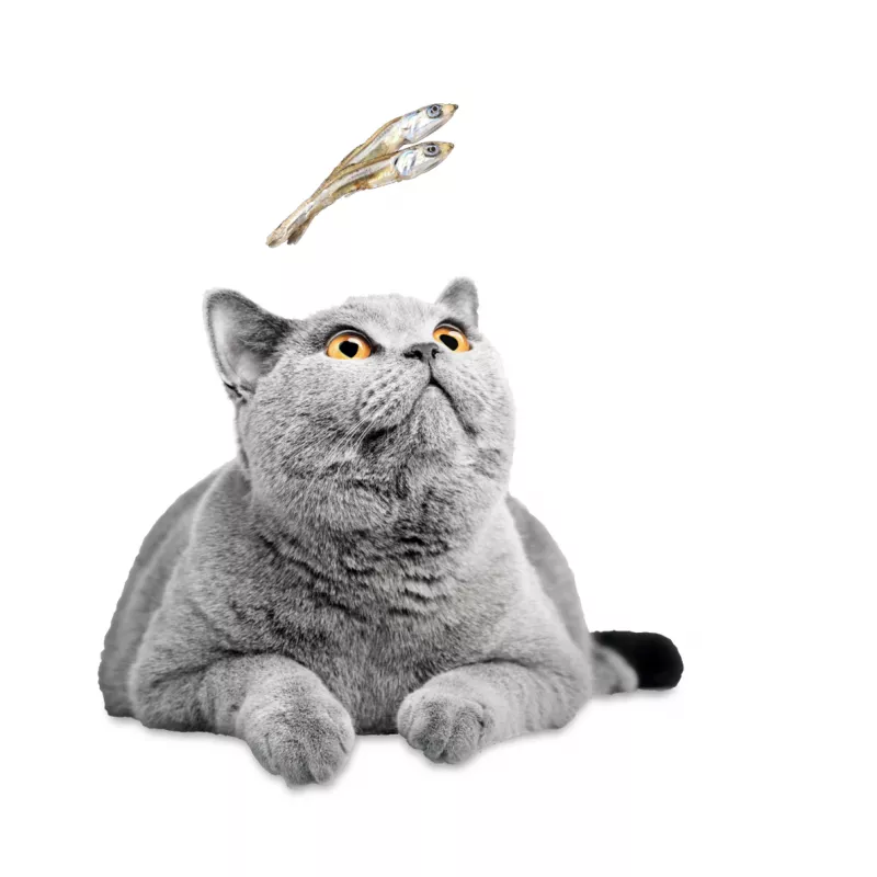 Playful British Shorthair cat eyes two fish treats in mid-air against a white backdrop.