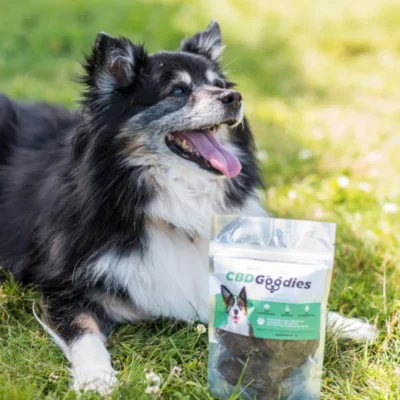 Calm dog with CBD Goodies treats for pet anxiety relief in a serene outdoor setting.