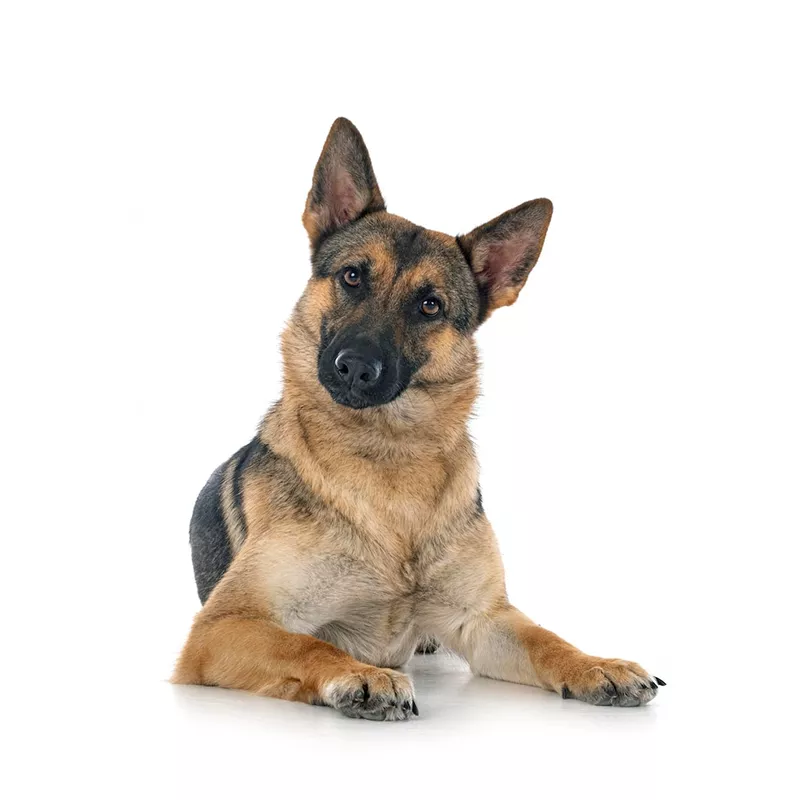 Alert German Shepherd sitting, displaying intelligence and strength, against a clean white background.